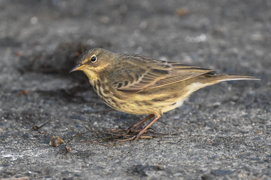 Rock Pipit