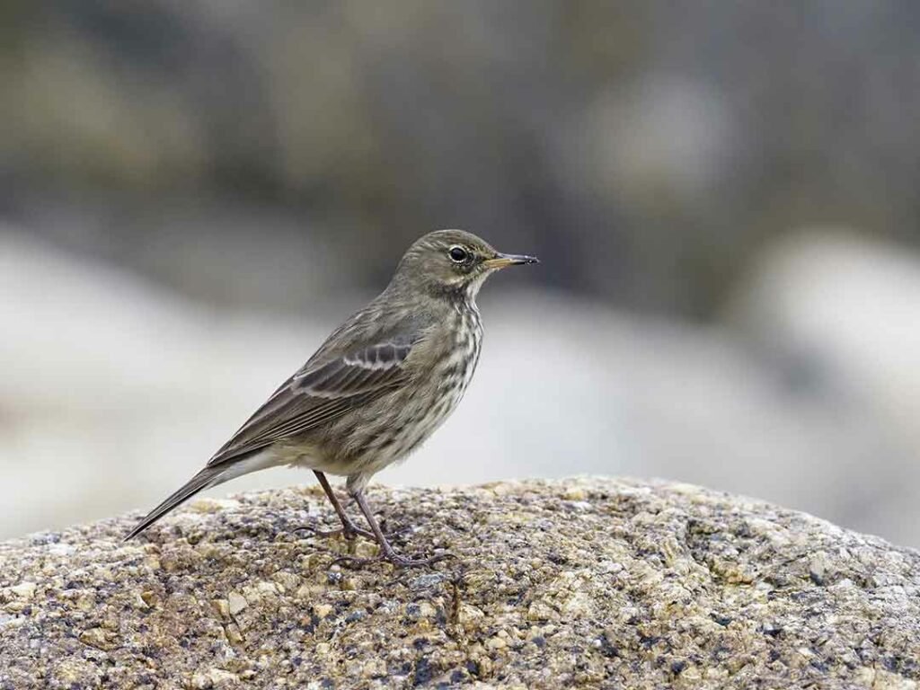 Rock Pipit