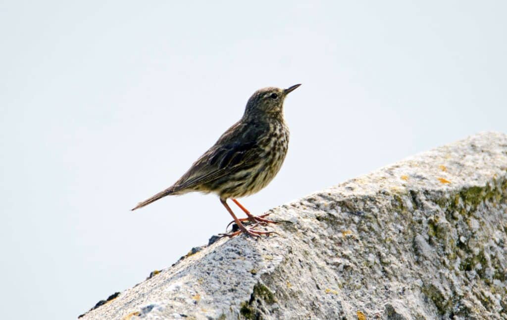 rock-pipit