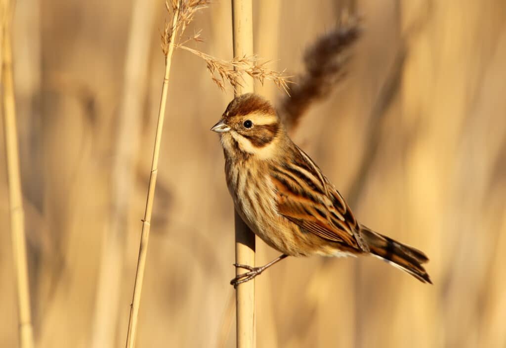 Reed bunting
